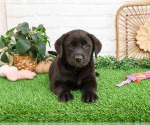 Labrador Retriever Puppy for sale in SYRACUSE, IN, USA