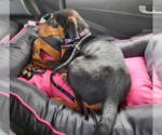 Small #5 Doberman Pinscher