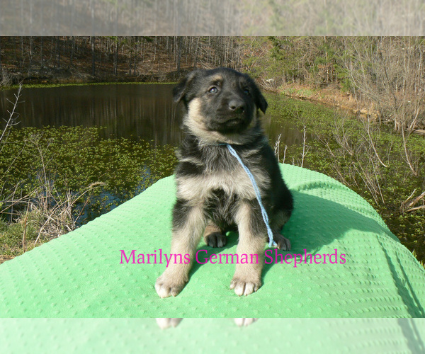 Medium Photo #6 German Shepherd Dog Puppy For Sale in PIEDMONT, MO, USA