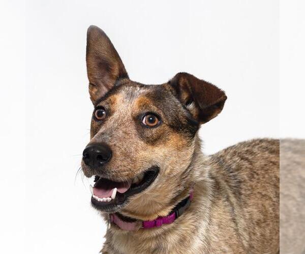 Medium Photo #2 Mutt Puppy For Sale in Santa Maria, CA, USA