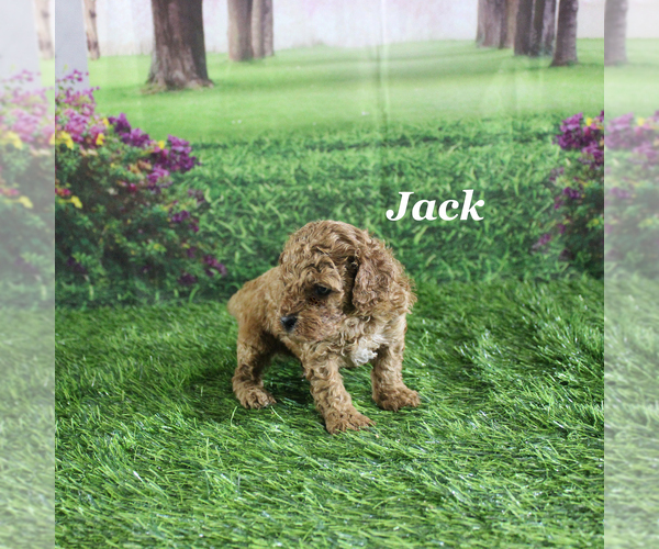 Medium Photo #7 Poodle (Toy) Puppy For Sale in CHANUTE, KS, USA