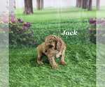 Small #6 Poodle (Toy)