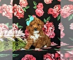 Small Poodle (Toy)