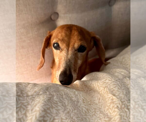 Medium Photo #5 Dachshund Puppy For Sale in Weston, FL, USA