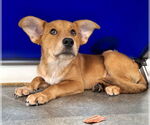 Small #1 Red Heeler Mix