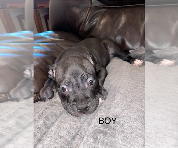 Medium Photo #4 Staffordshire Bull Terrier Puppy For Sale in WEST SACRAMENTO, CA, USA