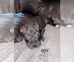 Small Photo #4 Staffordshire Bull Terrier Puppy For Sale in WEST SACRAMENTO, CA, USA