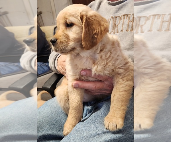 Medium Photo #3 Golden Retriever Puppy For Sale in BLUE EARTH, MN, USA