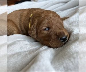 Goldendoodle Puppy for sale in N HIGHLANDS, CA, USA