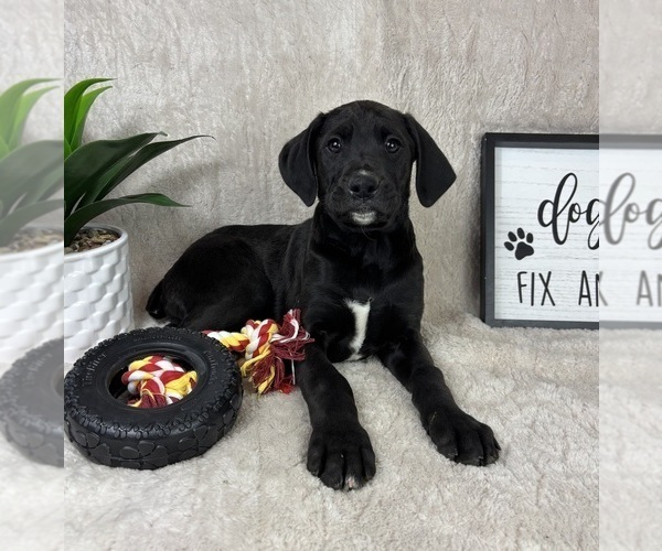 Medium Photo #4 Boxador Puppy For Sale in FRANKLIN, IN, USA