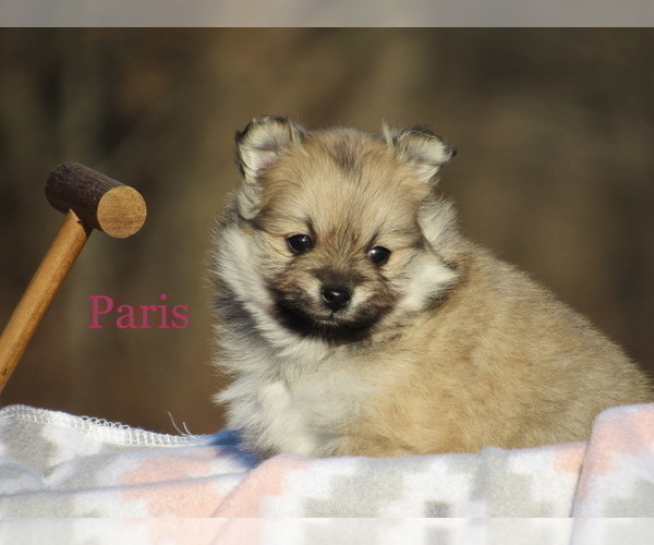 Medium Photo #4 Pomeranian Puppy For Sale in BLUFORD, IL, USA