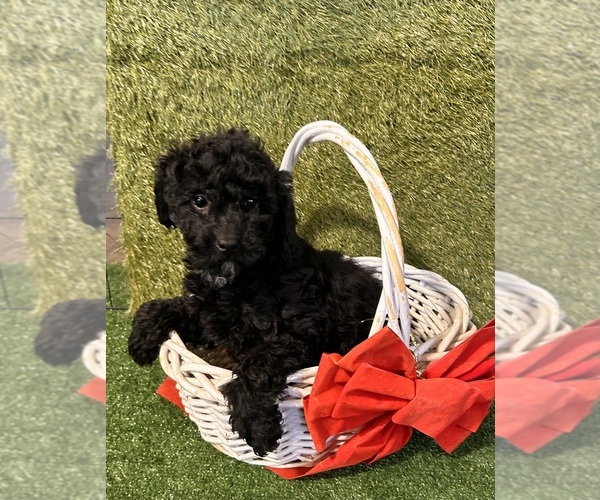 Medium Photo #2 Poodle (Miniature) Puppy For Sale in MIDDLEBURY, IN, USA