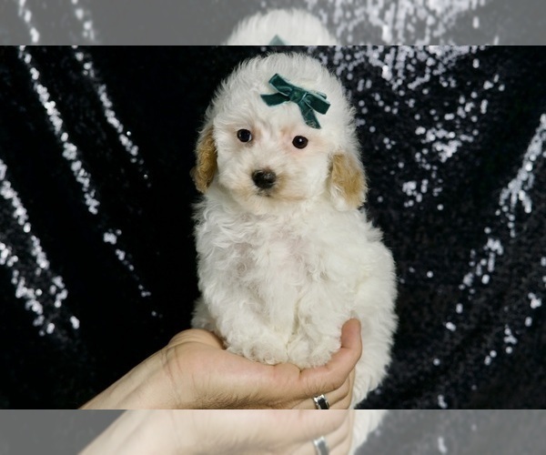 Medium Photo #101 Maltipoo (Miniature) Puppy For Sale in WARSAW, IN, USA