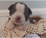 Small Photo #7 Boston Terrier Puppy For Sale in GAFFNEY, SC, USA