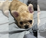 Small Photo #3 French Bulldog Puppy For Sale in MANHATTAN, KS, USA