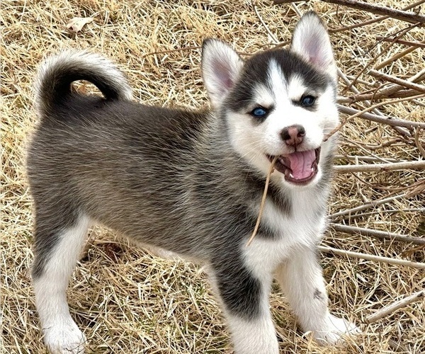 Medium Photo #1 Pomsky Puppy For Sale in FORT WAYNE, IN, USA