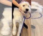 Small Photo #2 Goldendoodle Puppy For Sale in Valrico, FL, USA