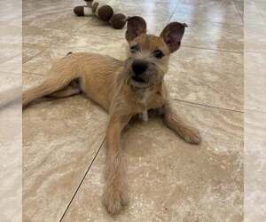 Mutt Dogs for adoption in Hilton Head, SC, USA