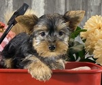 Small #3 Yorkshire Terrier