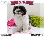Puppy Malia Havanese