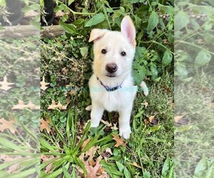 German Shepherd Dog Puppy for Sale in PIEDMONT, Missouri USA