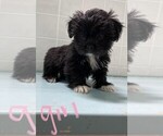 Small Photo #2 Shih Tzu Puppy For Sale in CLARE, IL, USA
