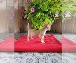 Small Photo #6 Chihuahua Puppy For Sale in NEW HAVEN, IN, USA