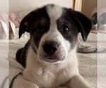 Small #3 Labrador Retriever Mix
