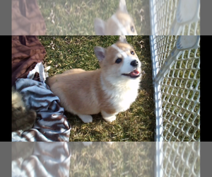 Pembroke Welsh Corgi Puppy for sale in WINCHESTER, OH, USA