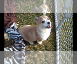 Small Photo #1 Pembroke Welsh Corgi Puppy For Sale in WINCHESTER, OH, USA