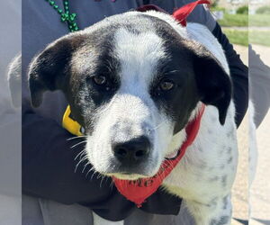 Collie-Unknown Mix Dogs for adoption in Brooklyn Center, MN, USA