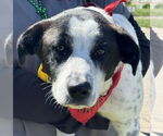 Small Collie Mix
