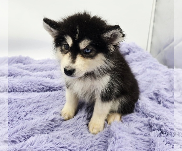 Medium Photo #2 Siberian Husky Puppy For Sale in SANDY HOOK, KY, USA