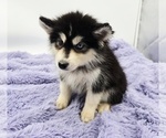 Small #1 Siberian Husky