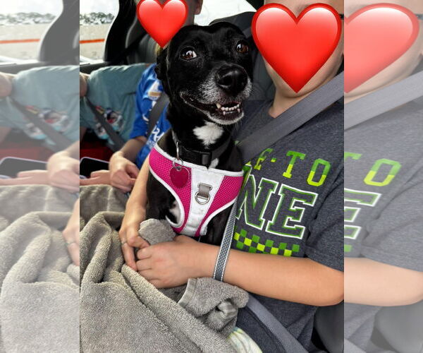 Medium Photo #1 Chihuahua-Unknown Mix Puppy For Sale in Brooklyn Center, MN, USA