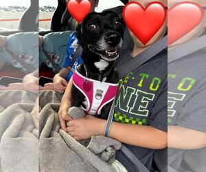 Chihuahua-Unknown Mix Dogs for adoption in Brooklyn Center, MN, USA