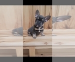 Small Photo #4 French Bulldog Puppy For Sale in INDIANAPOLIS, IN, USA