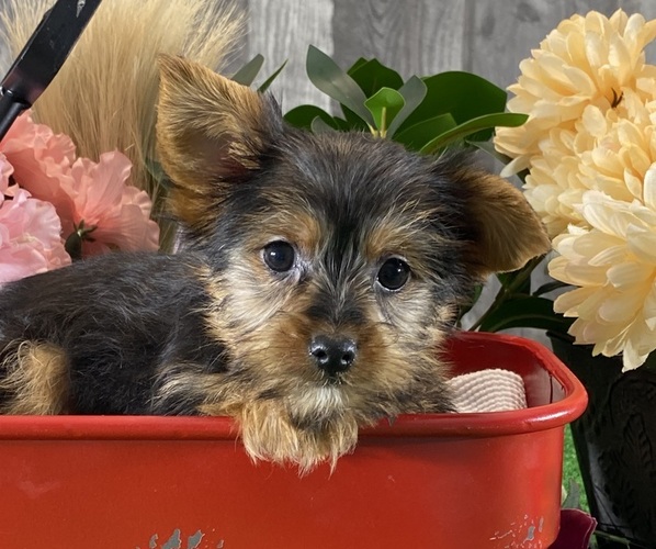 Medium Photo #2 Yorkshire Terrier Puppy For Sale in CANOGA, NY, USA