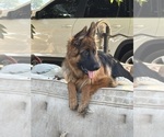 Small #3 German Shepherd Dog