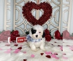 Small Photo #5 YorkiePoo Puppy For Sale in MORRIS CHAPEL, TN, USA