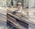 Small Photo #7 German Shorthaired Pointer Puppy For Sale in WOODLAND PARK, CO, USA