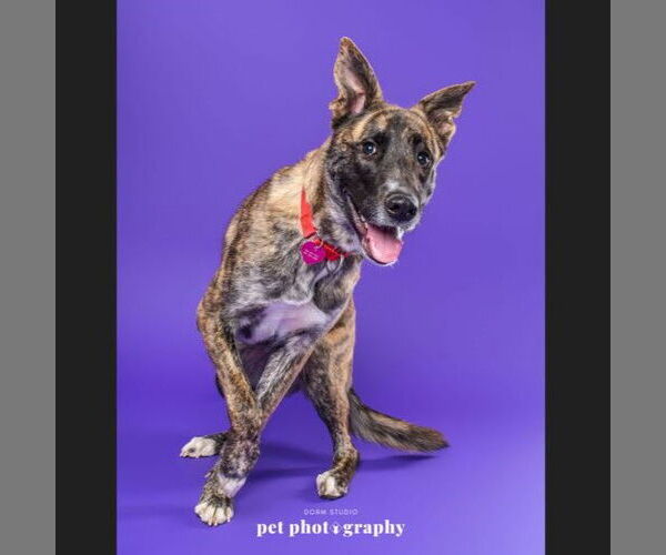 Medium Photo #2 Catahoula Leopard Dog-Unknown Mix Puppy For Sale in Fargo, ND, USA