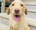 Puppy Honey Labrador Retriever