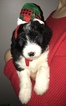Small Photo #4 Bordoodle Puppy For Sale in CRESTON, OH, USA