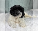 Small #4 ShihPoo