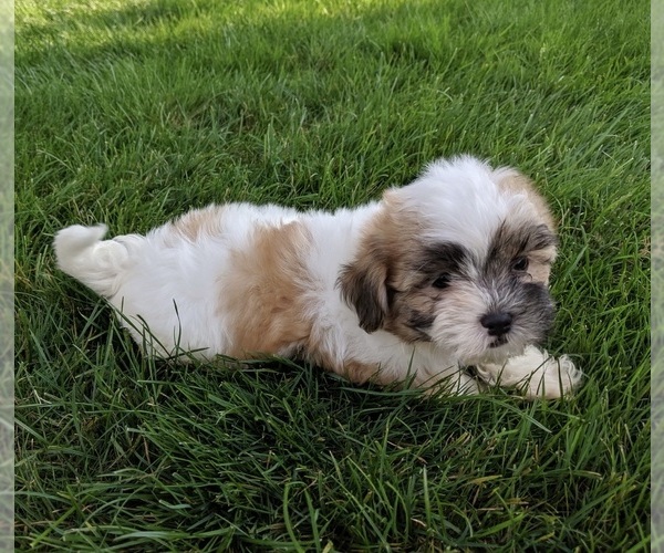 Medium Photo #3 Mal-Shi Puppy For Sale in FREDERICKSBURG, OH, USA
