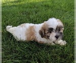 Small Photo #3 Mal-Shi Puppy For Sale in FREDERICKSBURG, OH, USA