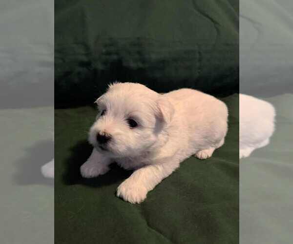 Medium Photo #2 Coton de Tulear Puppy For Sale in TIMBER, OR, USA