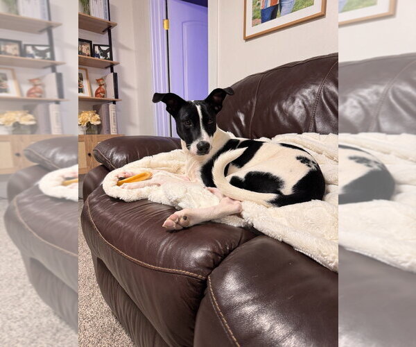 Medium Photo #1 Mutt Puppy For Sale in Salt Lake City, UT, USA