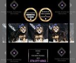 Small Photo #101 Poodle (Toy) Puppy For Sale in WARSAW, IN, USA